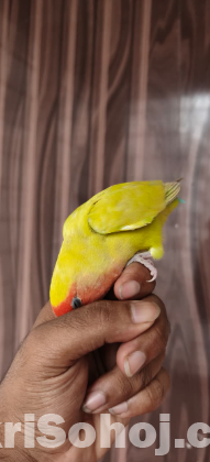 Lovebird